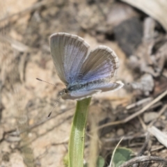 Zizina otis (Common Grass-Blue) at Belconnen, ACT - 26 Nov 2018 by Alison Milton