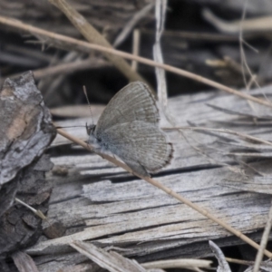 Zizina otis at Belconnen, ACT - 26 Nov 2018 12:37 PM