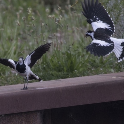 Grallina cyanoleuca (Magpie-lark) at Lake Ginninderra - 26 Nov 2018 by Alison Milton