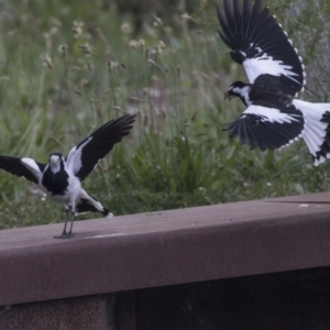 Grallina cyanoleuca at Belconnen, ACT - 26 Nov 2018