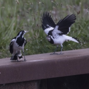 Grallina cyanoleuca at Belconnen, ACT - 26 Nov 2018