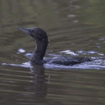 Phalacrocorax sulcirostris (Little Black Cormorant) at Belconnen, ACT - 26 Nov 2018 by Alison Milton