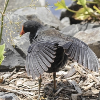 Gallinula tenebrosa (Dusky Moorhen) at Lake Ginninderra - 26 Nov 2018 by Alison Milton