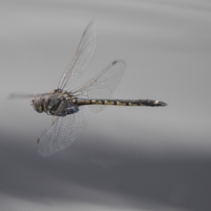 Hemicordulia tau at Belconnen, ACT - 26 Nov 2018 12:32 PM