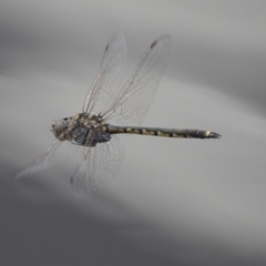 Hemicordulia tau at Belconnen, ACT - 26 Nov 2018 12:32 PM