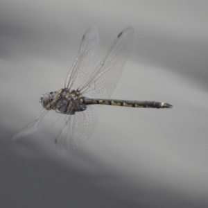 Hemicordulia tau at Belconnen, ACT - 26 Nov 2018