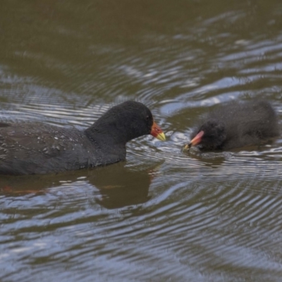 Gallinula tenebrosa (Dusky Moorhen) at Lake Ginninderra - 26 Nov 2018 by AlisonMilton