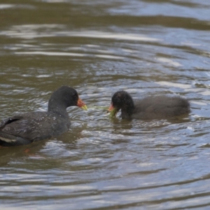 Gallinula tenebrosa at Belconnen, ACT - 26 Nov 2018