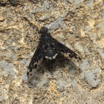 Anthrax sp. (genus) (Unidentified Anthrax bee fly) at Point 4999 - 26 Nov 2018 by MatthewFrawley