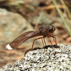 Comptosia stria (A bee fly) at Black Mountain - 26 Nov 2018 by MatthewFrawley