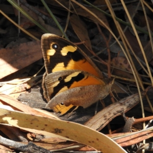 Heteronympha merope at Hackett, ACT - 26 Nov 2018