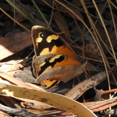 Heteronympha merope (Common Brown Butterfly) at Hackett, ACT - 26 Nov 2018 by MatthewFrawley