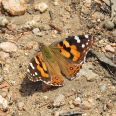 Vanessa kershawi (Australian Painted Lady) at Black Mountain - 26 Nov 2018 by MatthewFrawley