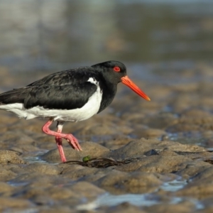 Haematopus longirostris at Merimbula, NSW - suppressed