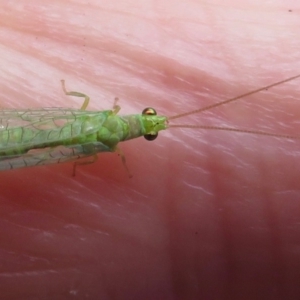 Chrysopidae (family) at Narrabundah, ACT - 14 Nov 2018 10:23 AM