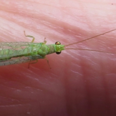 Chrysopidae (family) (Unidentified Green lacewing) at Narrabundah, ACT - 13 Nov 2018 by RobParnell