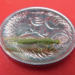 Chrysopidae (family) at Narrabundah, ACT - 14 Nov 2018 10:23 AM