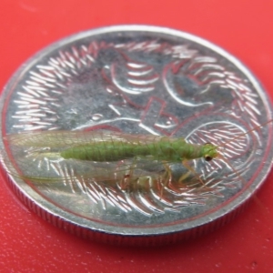 Chrysopidae (family) at Narrabundah, ACT - 14 Nov 2018 10:23 AM