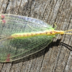 Norfolius howensis at Narrabundah, ACT - 26 Nov 2018 08:34 AM