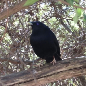 Ptilonorhynchus violaceus at Hackett, ACT - 11 Nov 2018