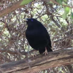 Ptilonorhynchus violaceus (Satin Bowerbird) at ANBG - 11 Nov 2018 by ClubFED