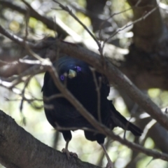 Ptilonorhynchus violaceus at Hackett, ACT - 11 Nov 2018