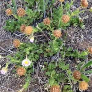 Calotis glandulosa at Cooma, NSW - 26 Nov 2018