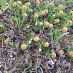 Calotis glandulosa at Cooma, NSW - 26 Nov 2018