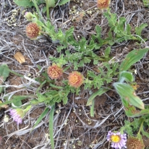 Calotis glandulosa at Cooma, NSW - 26 Nov 2018