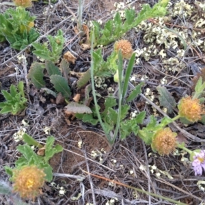 Calotis glandulosa at Cooma, NSW - 26 Nov 2018