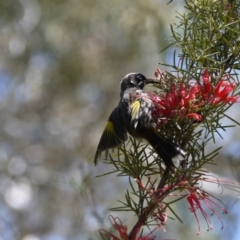 Phylidonyris novaehollandiae (New Holland Honeyeater) at Acton, ACT - 11 Nov 2018 by ClubFED