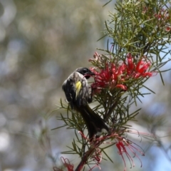 Phylidonyris novaehollandiae at Acton, ACT - 11 Nov 2018