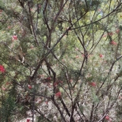 Phylidonyris novaehollandiae at Acton, ACT - 11 Nov 2018