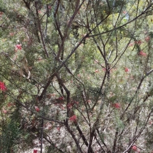 Phylidonyris novaehollandiae at Acton, ACT - 11 Nov 2018