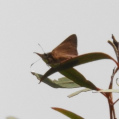 Hesperilla idothea (Flame Sedge-skipper) at Acton, ACT - 26 Nov 2018 by MatthewFrawley