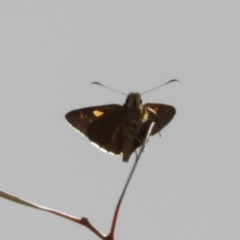 Hesperilla idothea at Acton, ACT - 26 Nov 2018 02:14 PM