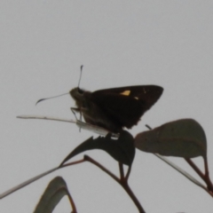 Hesperilla idothea at Acton, ACT - 26 Nov 2018 02:14 PM