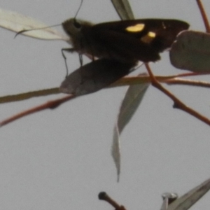 Hesperilla idothea at Acton, ACT - 26 Nov 2018 02:14 PM