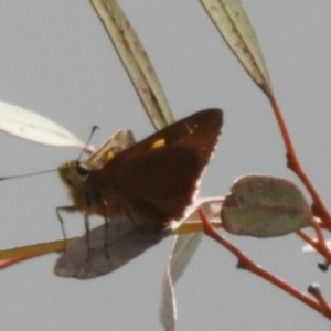 Hesperilla idothea at Acton, ACT - 26 Nov 2018 02:14 PM