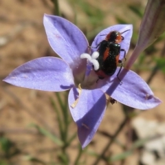 Dicranolaius villosus (Melyrid flower beetle) at Mount Ainslie - 26 Nov 2018 by RobParnell