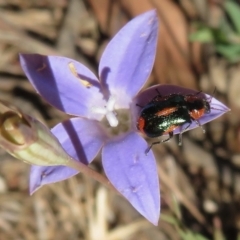 Dicranolaius villosus at Majura, ACT - 26 Nov 2018 04:16 PM