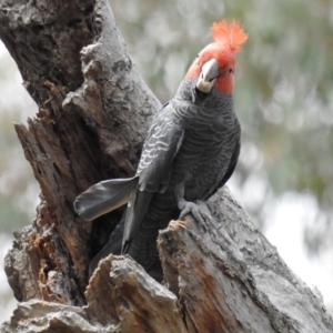 Callocephalon fimbriatum at Acton, ACT - suppressed