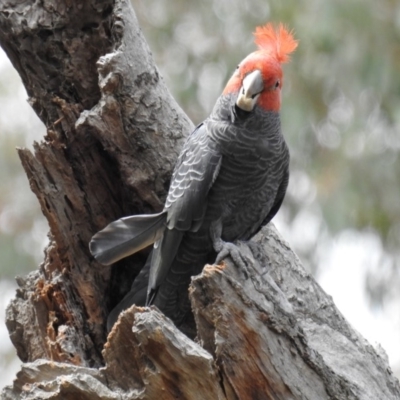 Callocephalon fimbriatum (Gang-gang Cockatoo) at Acton, ACT - 26 Nov 2018 by HelenCross