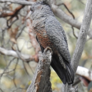 Callocephalon fimbriatum at Acton, ACT - 26 Nov 2018