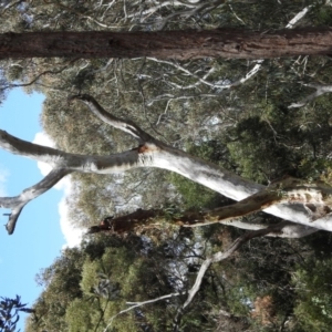 Callocephalon fimbriatum at Acton, ACT - suppressed