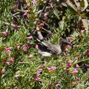 Anthochaera carunculata at Acton, ACT - 11 Nov 2018