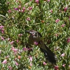 Anthochaera carunculata at Acton, ACT - 11 Nov 2018