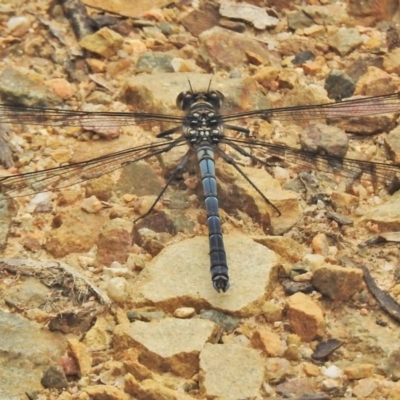 Diphlebia lestoides (Whitewater Rockmaster) at Tidbinbilla Nature Reserve - 26 Nov 2018 by JohnBundock