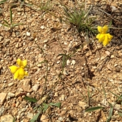 Goodenia pinnatifida (Scrambled Eggs) at Cooma, NSW - 27 Nov 2018 by Katarina