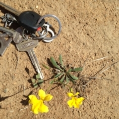 Goodenia pinnatifida at Cooma, NSW - 27 Nov 2018 03:22 PM